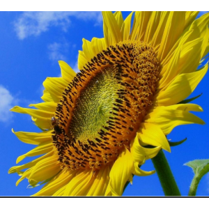 Ясон - соняшник, (клас Стандарт), 150 000 насінин, ВНІС, Україна фото, цiна